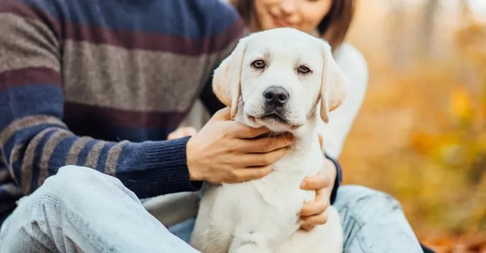 Does My Dog Know I Love Him​