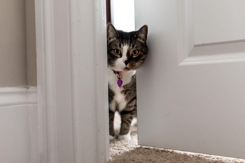 Why Do Cats Follow You To the Bathroom