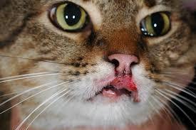 Feline Indolent Ulcer