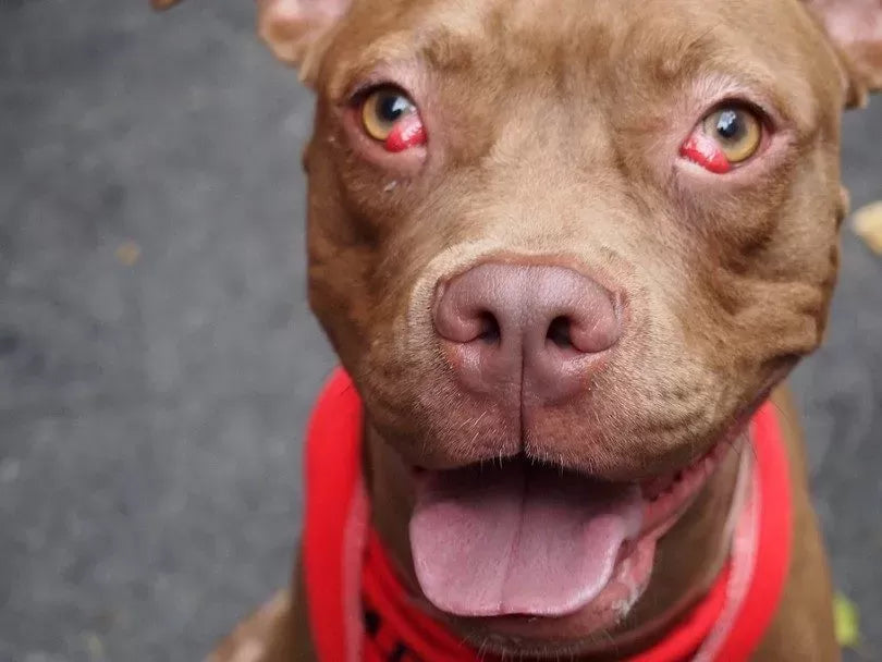 How to Treat Bloodshot Eyes in Dogs