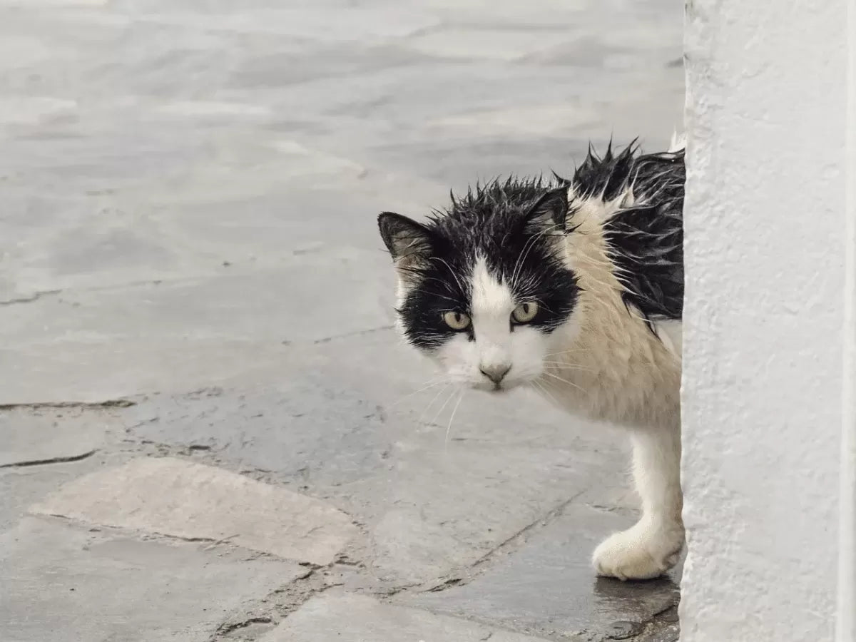 When a Stray Cat Chooses You: Spiritual Meaning and Health Considerations