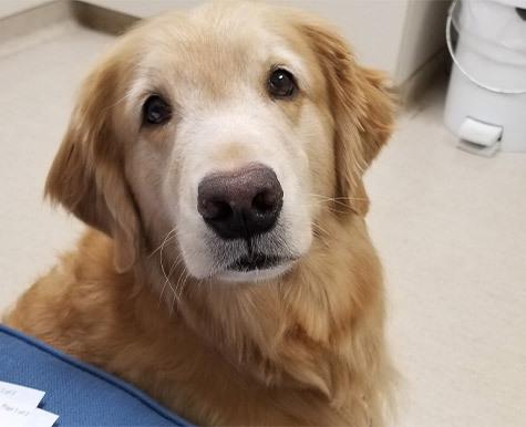 Will A Dog with Lymphoma Die Naturally