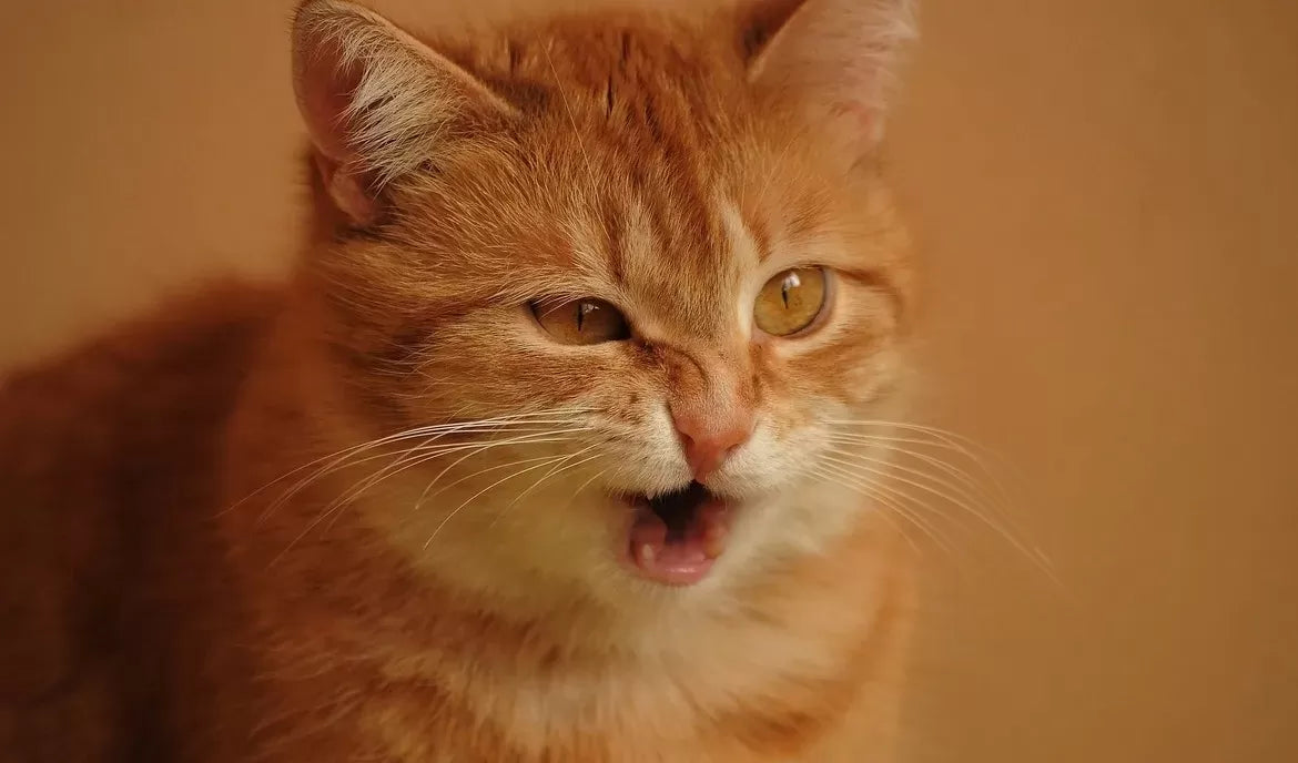 When Feline Meets Quack: Exploring Why Cat Coughing Sounds Like a Duck