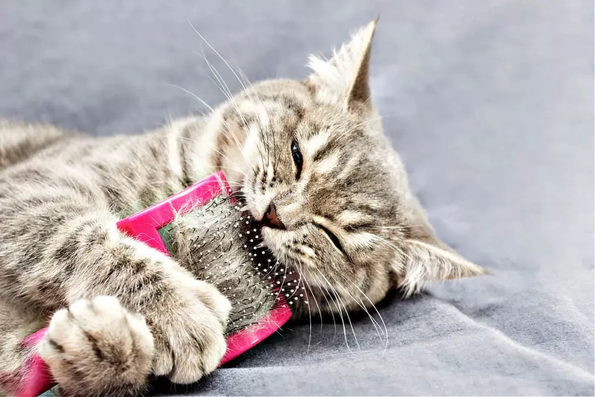 Exploring the Curious Habit: Why Do Cats Eat Hair