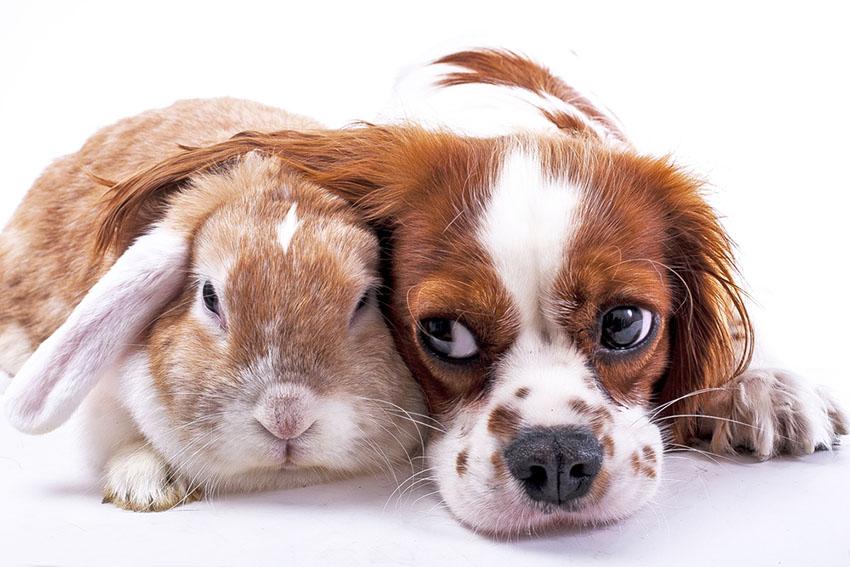 Do Dogs Get Along with Rabbits