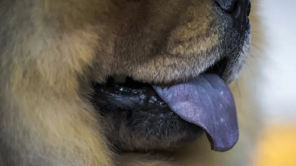 Dog with Purple Tongue: Decoding the Special Characteristics and Health of the Dog