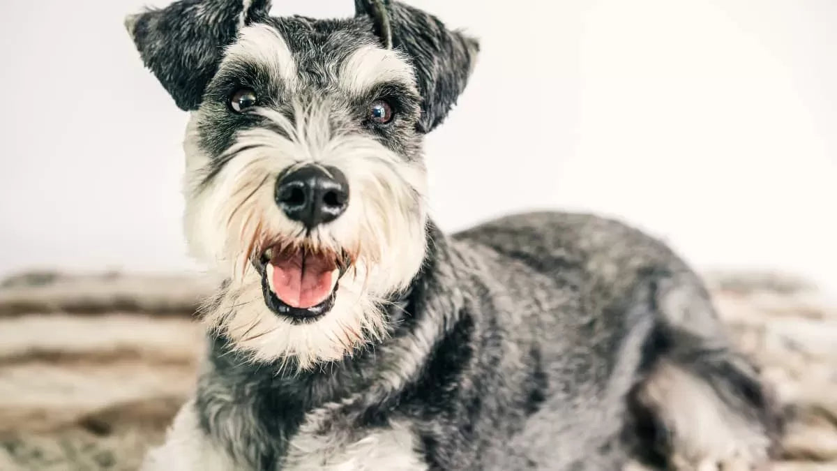 Why Schnauzers Are the Worst Dogs: Debunking Common Misconceptions