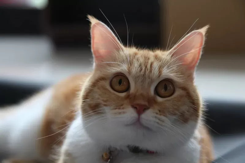 Cat Losing Hair on Ears