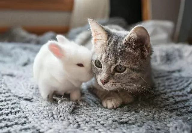 Do Cats and Bunnies Get Along​
