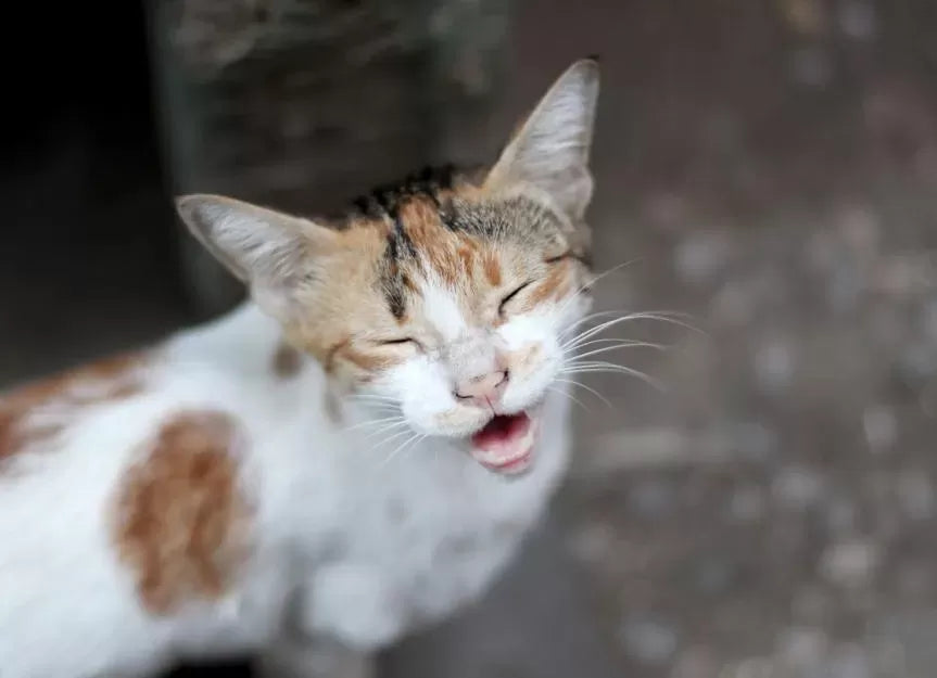 Decoding the Meaning Behind Your Cat's Weak and Raspy Meow