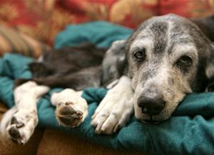Muscle Wasting in Dogs​