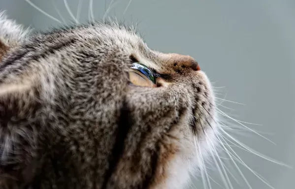 Can I Cut off My Cat’s Whiskers?