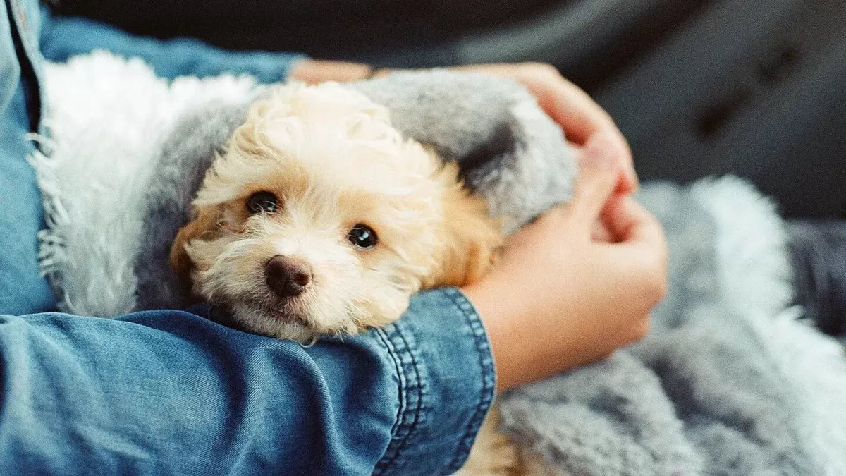 Exploring Everyday Allergy Triggers for Dogs