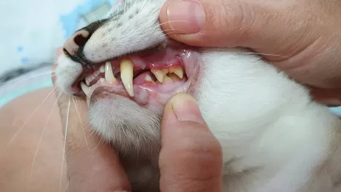 Is Stomatitis in Cats Contagious