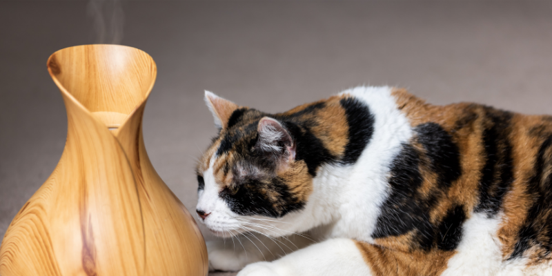 Is Tea Tree Oil Safe for Cats? A Comprehensive Guide