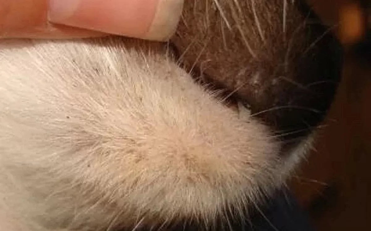 Feline Acne Popping: Is It OK