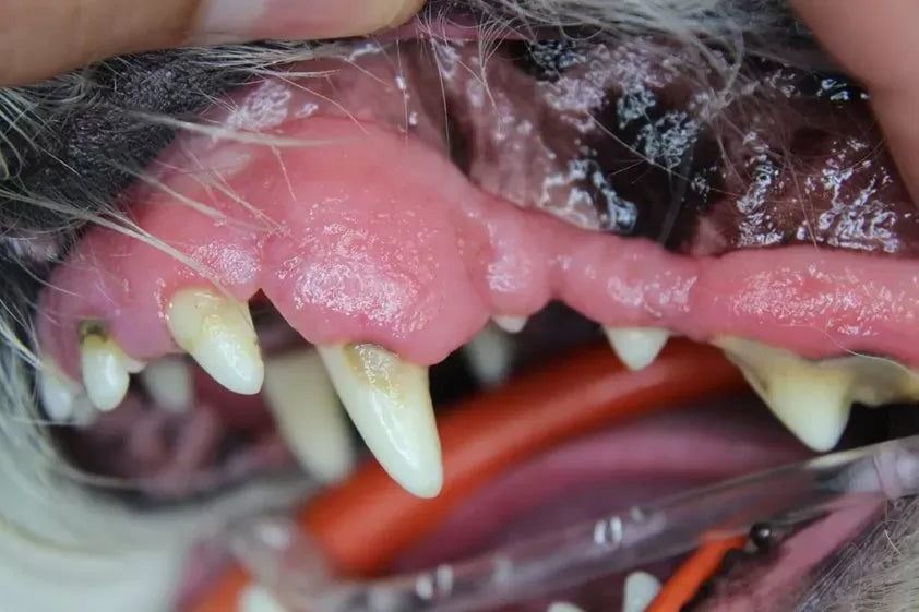 Gingival Hyperplasia In Dogs