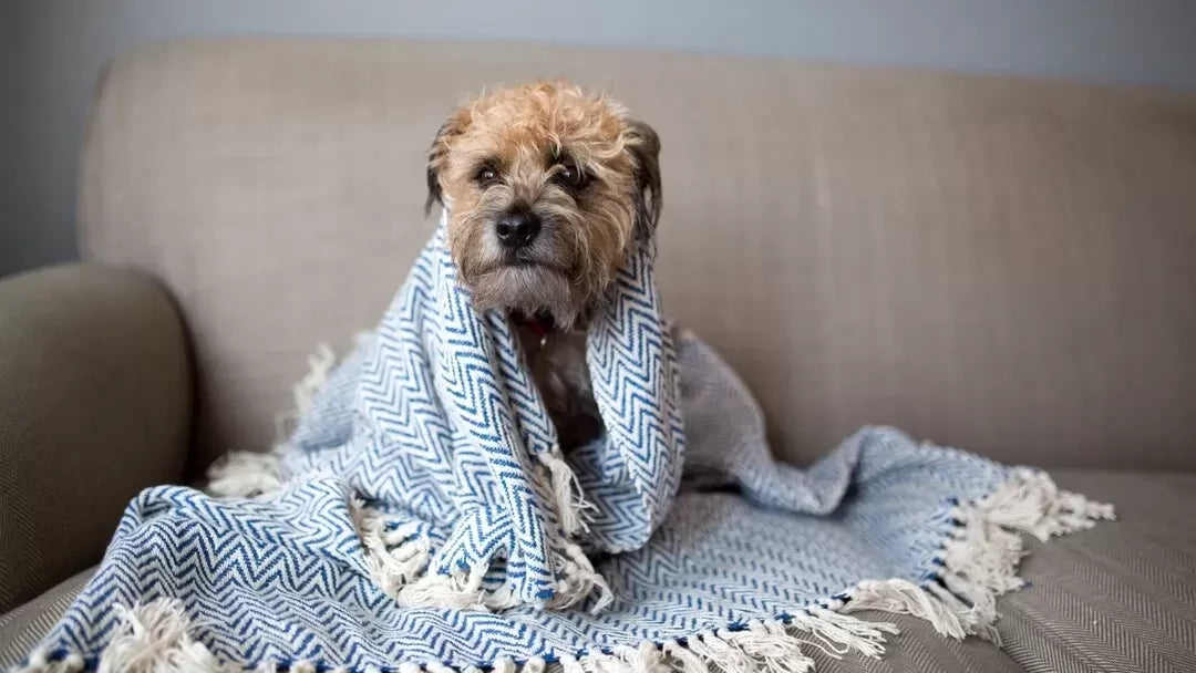 Dog Coughing and Sneezing: Cause and Treatment