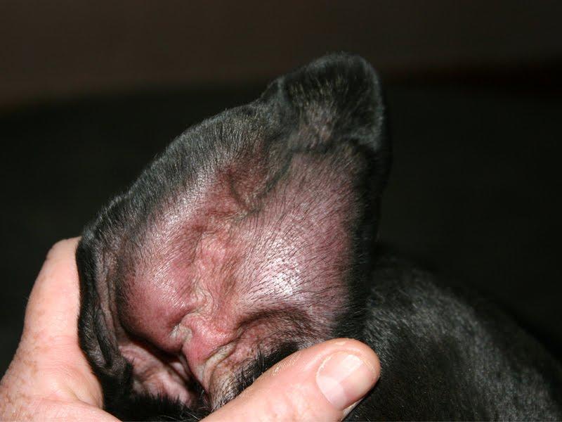 Dogs' Ear Swollen and Puffy