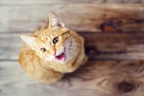 How to Quiet A Cat in Heat