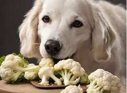 Is Cauliflower Good for Dogs? A Complete Guide for Pet Owners