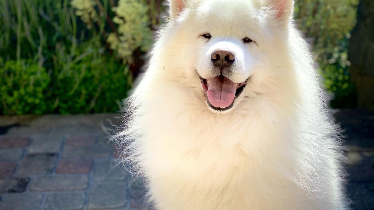 How Many Nipple Does a Dog Have?