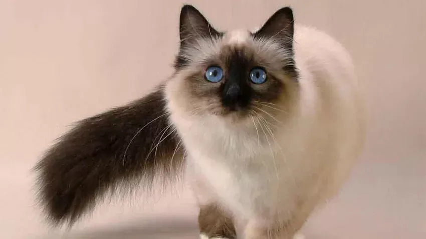 The Balinese Cat: Elegance Unveiled