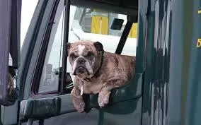 Dog Motion Sickness: What You Should Know