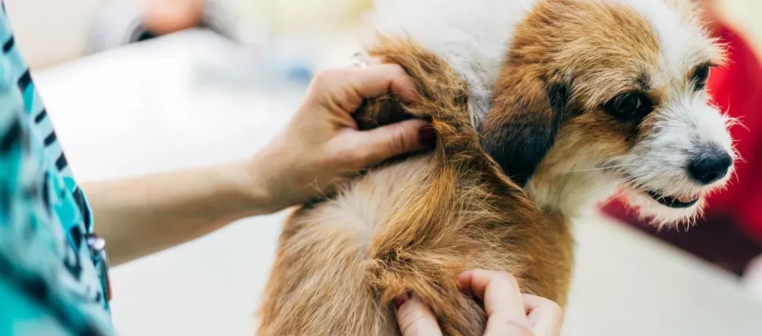 Can Dogs Get Lice from Humans