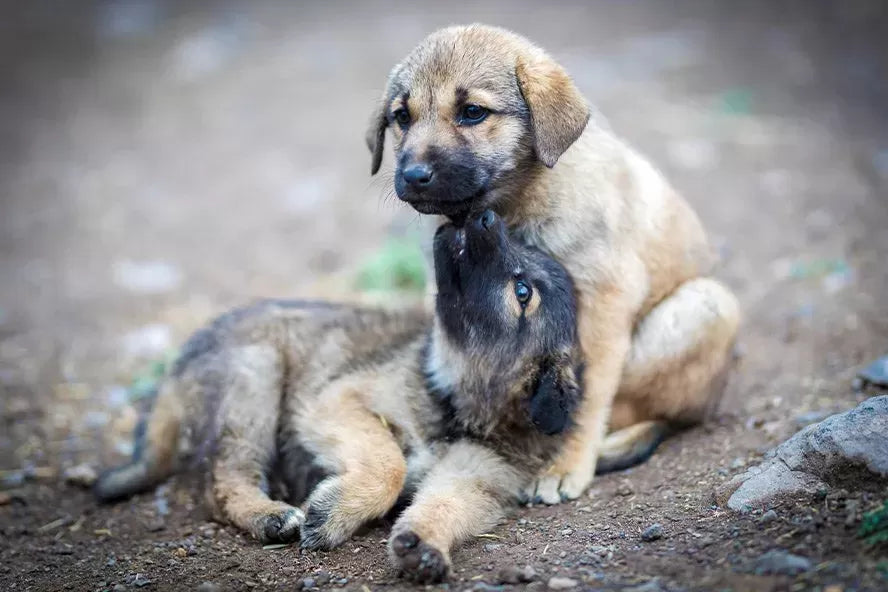 Dog Hernias: Causes, Symptoms, and Treatment