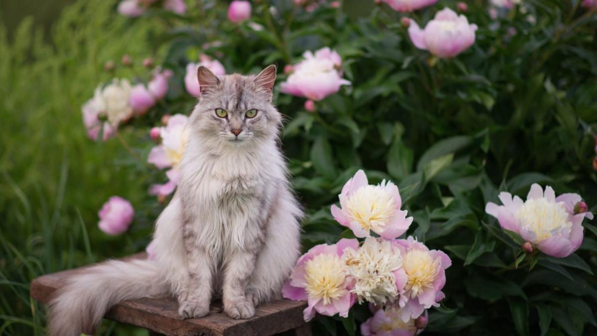 Peonies Toxicity: What Every Cat Owner Should Know