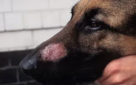 Skin Mites on Dogs