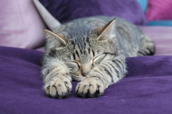 Feline Kidney Lymphoma
