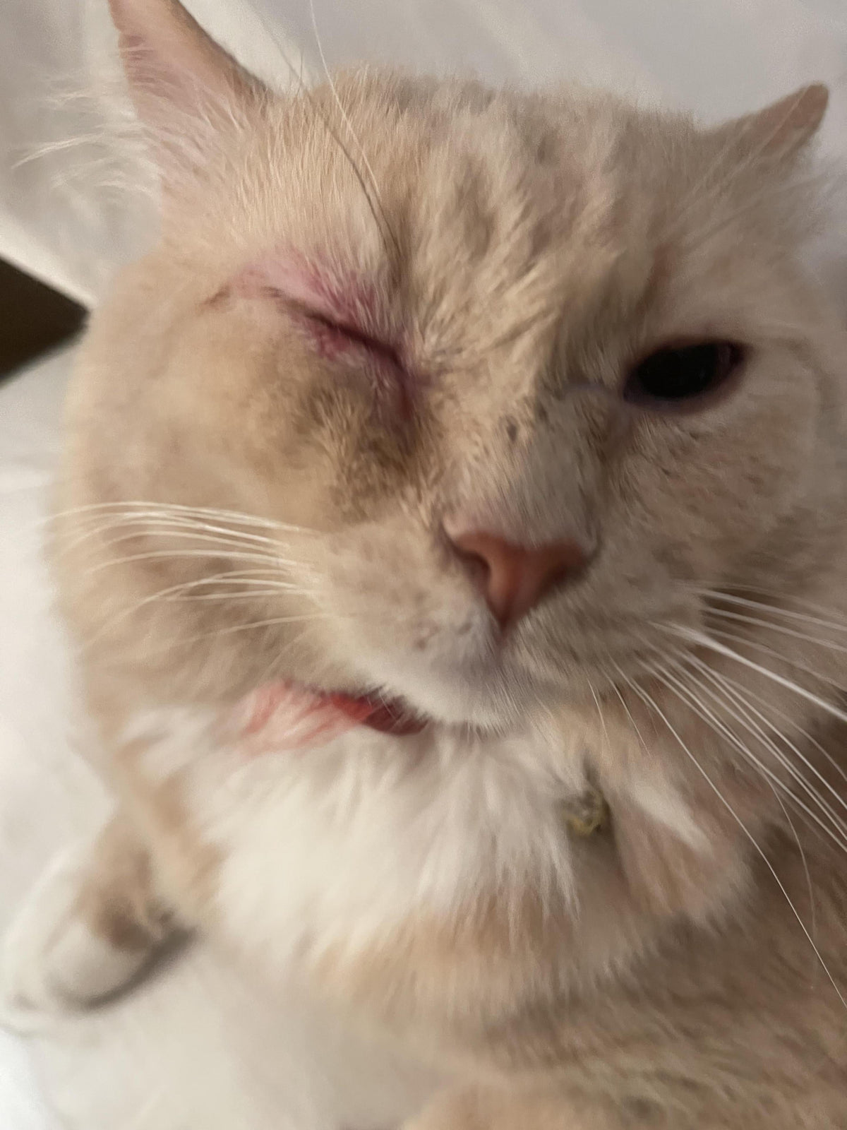 Cat Has Sensitive Skin: 2025 The Best Care Tips