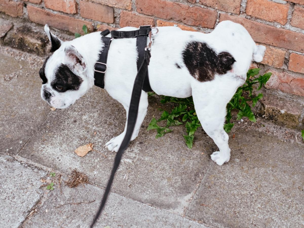 Black Poop in Dogs: Causes, Diagnosis, and Treatment