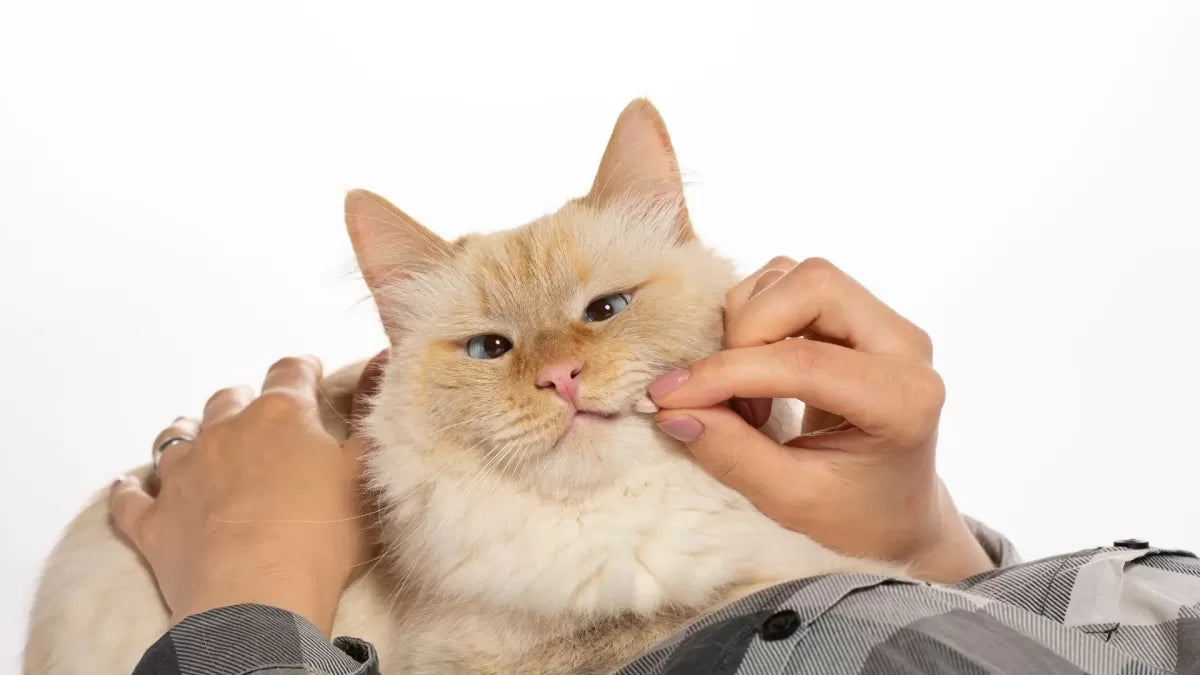 2024 Guide to Feline Nutrition: What Vitamins Do Cats Need