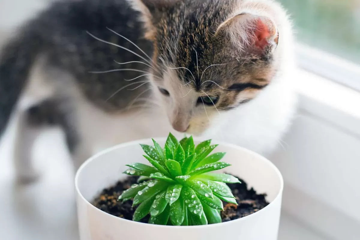 Are Succulents Poisonous to Cats
