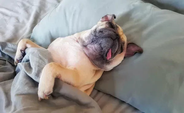 Dog Breathing Heavily Through Nose