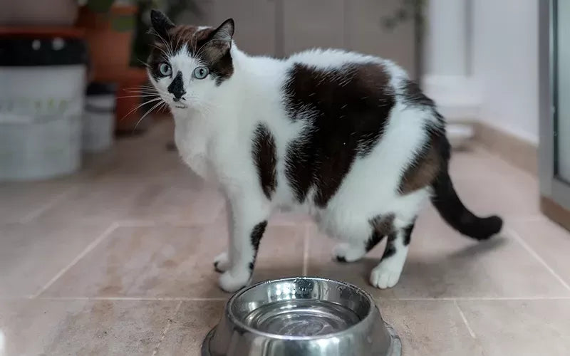 Signs of Diabetes in Cats: Causes, Treatment, Prevention, and Daily Care