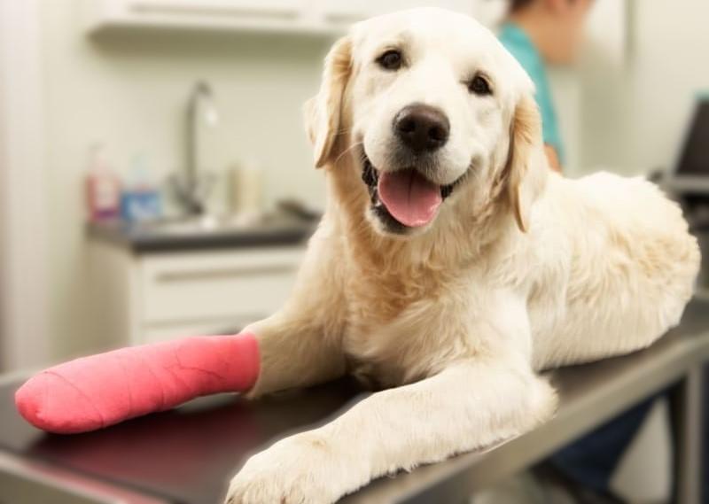 TPLO Operation in Dogs​
