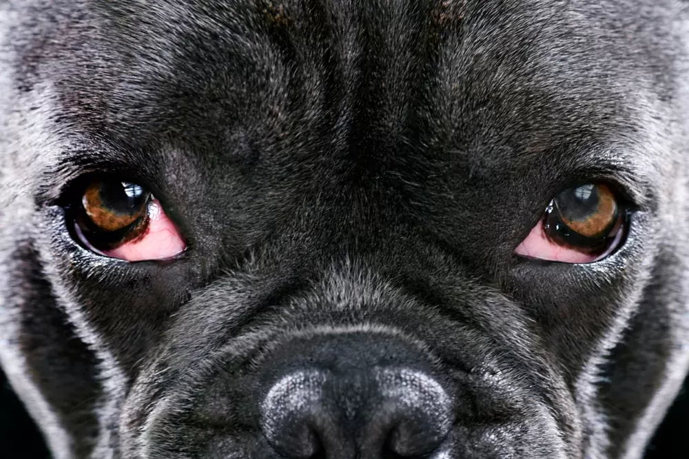 Understanding Cherry Eye in Dogs
