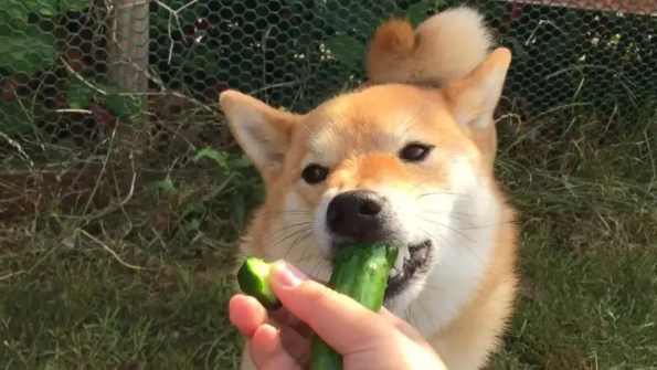 Is Chayote Good for Dogs