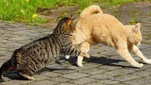 FIV in Cats
