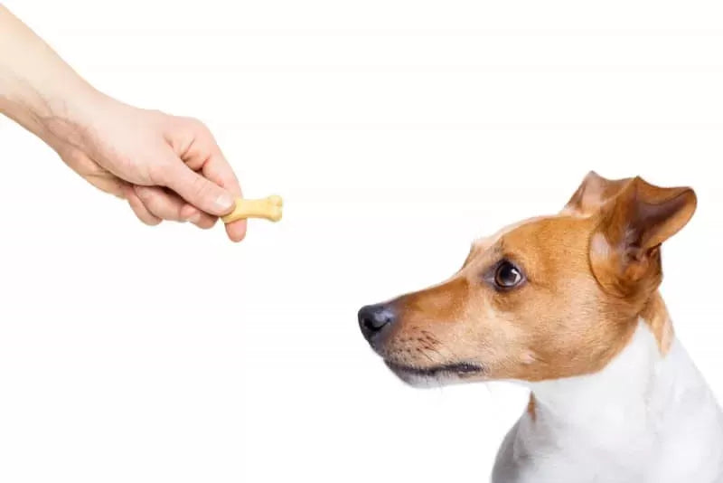 Can Dogs Eat Goldfish Crackers