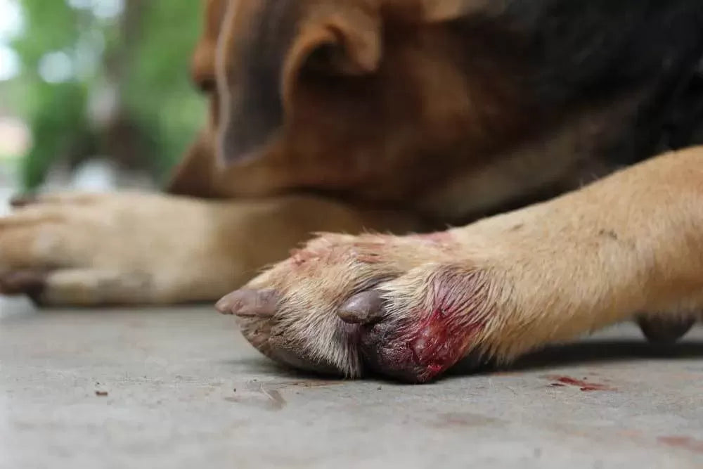 Understanding and Addressing Dog Nail Bleeding