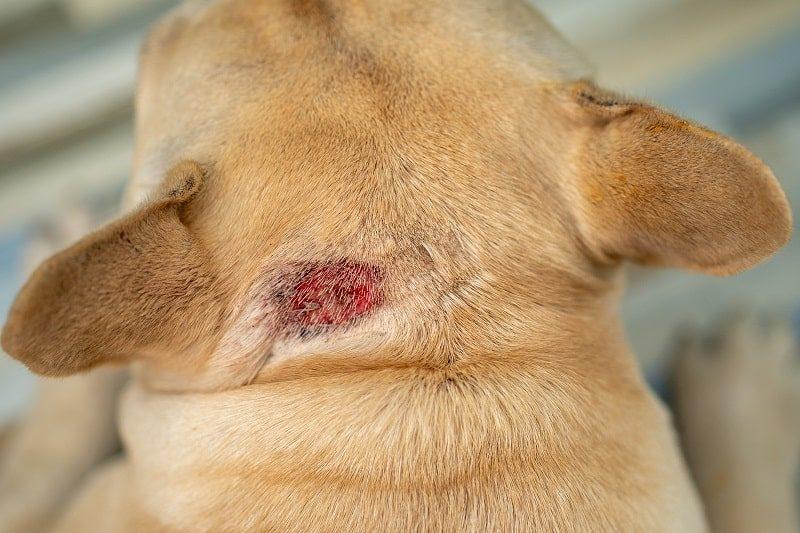 Dog Staph Infection Home Remedy