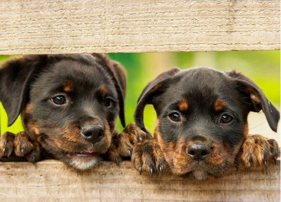 How To Treat Parvo At Home