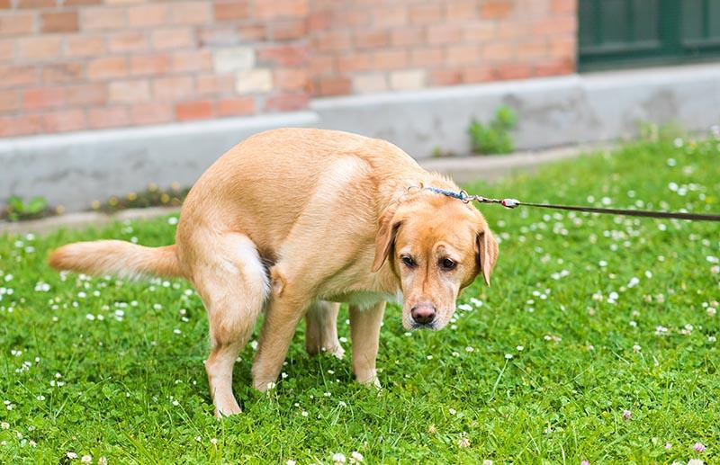 My Dog Hasn't Pooped in 2 Days: Causes, Remedies, and When to Worry