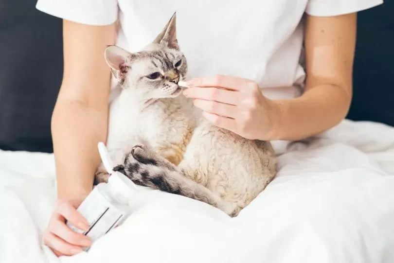 The Essential Guide to Probiotics for Cats: Boosting Feline Health