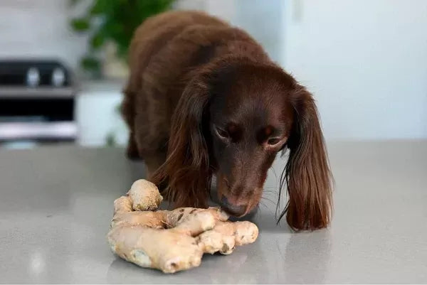 Can Dogs Eat Ginger